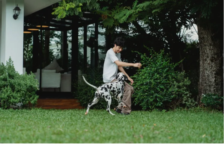 How to Plan the Perfect Pet-Friendly Yard