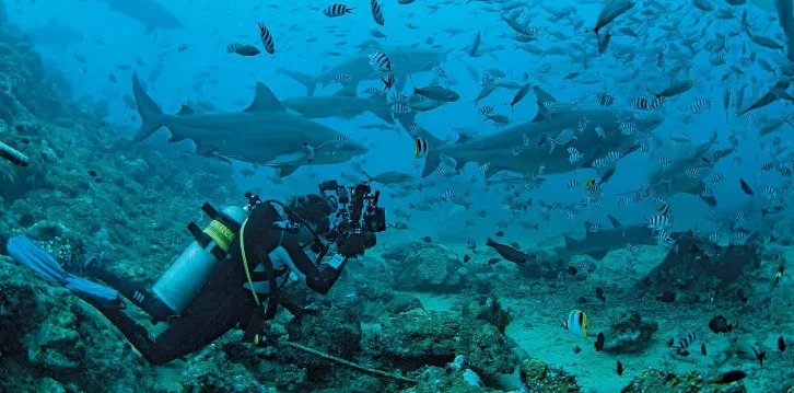 Beqa Lagoon Shark Dive: Fiji's Ultimate Underwater Adventure